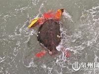 海龟误入渔网 渔民拒万元将其放归大海