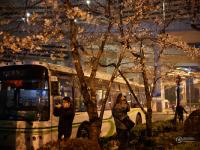 上海最美公交车站樱花绽放 粉嫩夜樱惹人醉