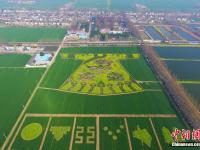 南京农民田野“编龙袍” 空中俯瞰颇为震撼