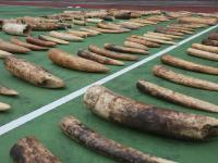 广东破获案值1800万象牙走私案 查获象牙221块
