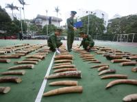 广东破获案值1800万象牙走私案 查获象牙221块