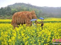 重庆为吸引游客观赏 菜花地里摆大型稻草动物