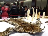 郑州海关移交贵重走私物品 现整张鳄鱼皮