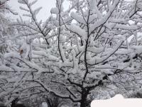 青海多地降雪 省会西宁出现暴雪