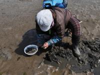 青岛天文大潮退潮大面积海滩露出 市民扎堆挖海鲜