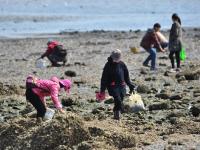 青岛天文大潮退潮大面积海滩露出 市民扎堆挖海鲜