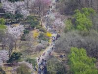 北京玉渊潭樱花怒放 美景宜人