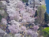 北京玉渊潭樱花怒放 美景宜人