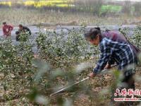 76岁老妇创业种茶：为儿还债 为儿媳治病