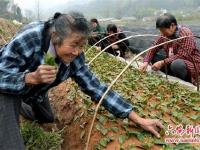 76岁老妇创业种茶：为儿还债 为儿媳治病