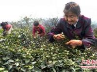 76岁老妇创业种茶：为儿还债 为儿媳治病