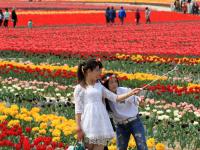 河南千亩郁金香绽放 获誉