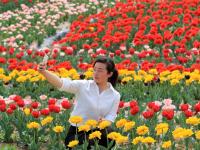 河南千亩郁金香绽放 获誉