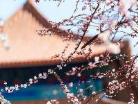 故宫春日杏花美图：十里春风吹作雪 