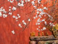 故宫春日杏花美图：十里春风吹作雪 