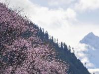 青藏高原上的“世外桃源”：桃花满山似仙境