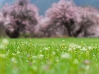 青藏高原上的“世外桃源”：桃花满山似仙境