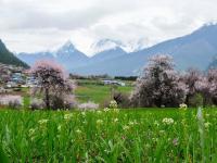 青藏高原上的“世外桃源”：桃花满山似仙境
