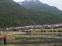 青藏高原上的“世外桃源”：桃花满山似仙境