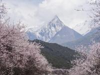 青藏高原上的“世外桃源”：桃花满山似仙境