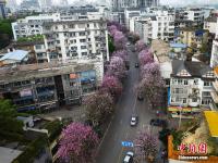 广西柳州24万株洋紫荆花怒放 梦幻花海醉游客
