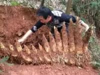 湖南农民挖出