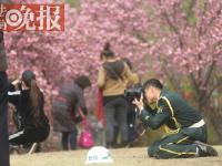 玉渊潭樱花节“最美保安”：跪地给老人拍照