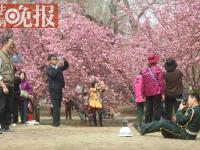 玉渊潭樱花节“最美保安”：跪地给老人拍照