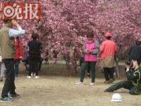玉渊潭樱花节“最美保安”：跪地给老人拍照