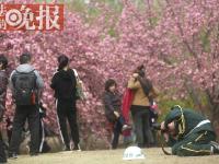 玉渊潭樱花节“最美保安”：跪地给老人拍照