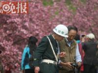 玉渊潭樱花节“最美保安”：跪地给老人拍照