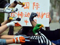 大学生手绘动物迎接国际珍稀动物保护日
