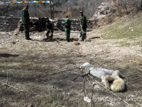 北京怀柔放生狐狸：部分已死只剩一张皮 