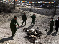 北京怀柔放生狐狸：部分已死只剩一张皮 