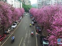 广西柳州街头繁花盛放 环卫不扫花瓣留美景