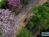 广西柳州街头繁花盛放 环卫不扫花瓣留美景
