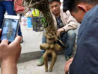 何首乌成精？男子1200元当街叫卖