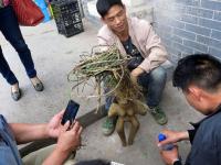 何首乌成精？男子1200元当街叫卖