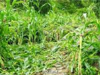 野象来“串门” 村民家粮食被洗劫一空