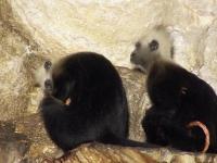 “助产婆”老年雌猴帮年轻野生猴子分娩