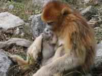 “助产婆”老年雌猴帮年轻野生猴子分娩