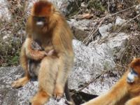 “助产婆”老年雌猴帮年轻野生猴子分娩