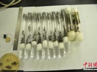 成都截获非法入境活体蚂蚁 含子弹蚁切叶蚁