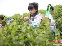 江苏“小萝莉”走进茶园 学摘茶叶