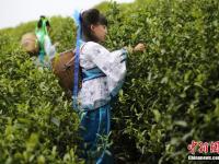 江苏“小萝莉”走进茶园 学摘茶叶