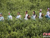 江苏“小萝莉”走进茶园 学摘茶叶