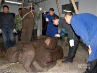 吉林博物馆历时四年“复活”亚洲象