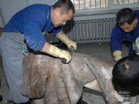 吉林博物馆历时四年“复活”亚洲象
