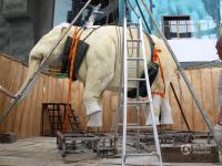 吉林博物馆历时四年“复活”亚洲象