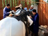 吉林博物馆历时四年“复活”亚洲象